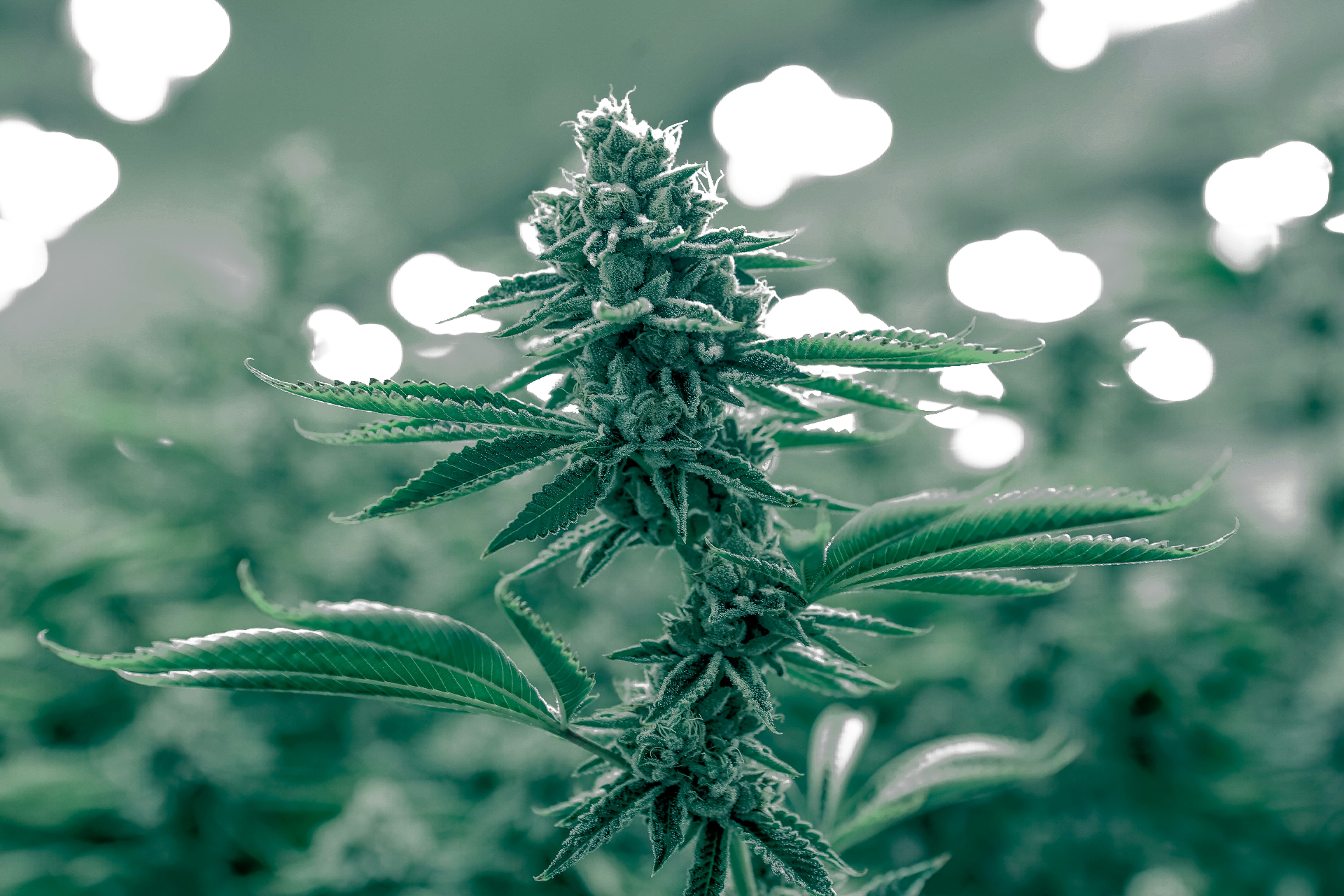 Laboratório de extração de cannabis medicinal